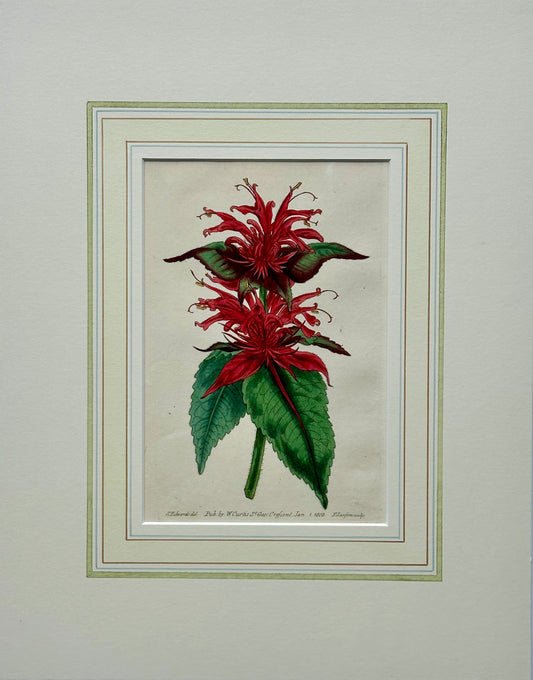 Scarlet Monarda Botanical Flower Original Engraving by Curtis, 1803