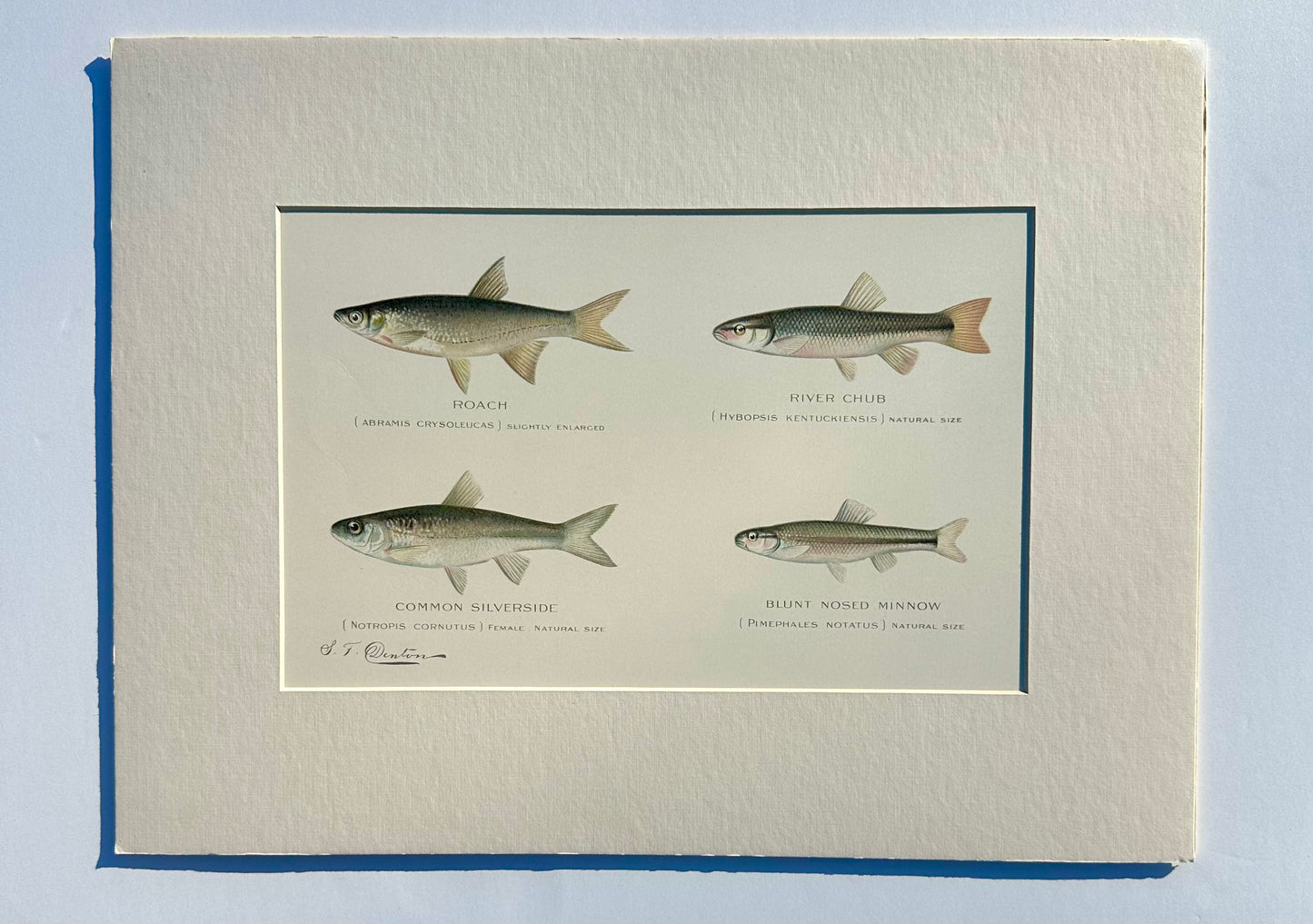 Roach, River Chub, Common Silverside Fish, Original print by Denton, 1895