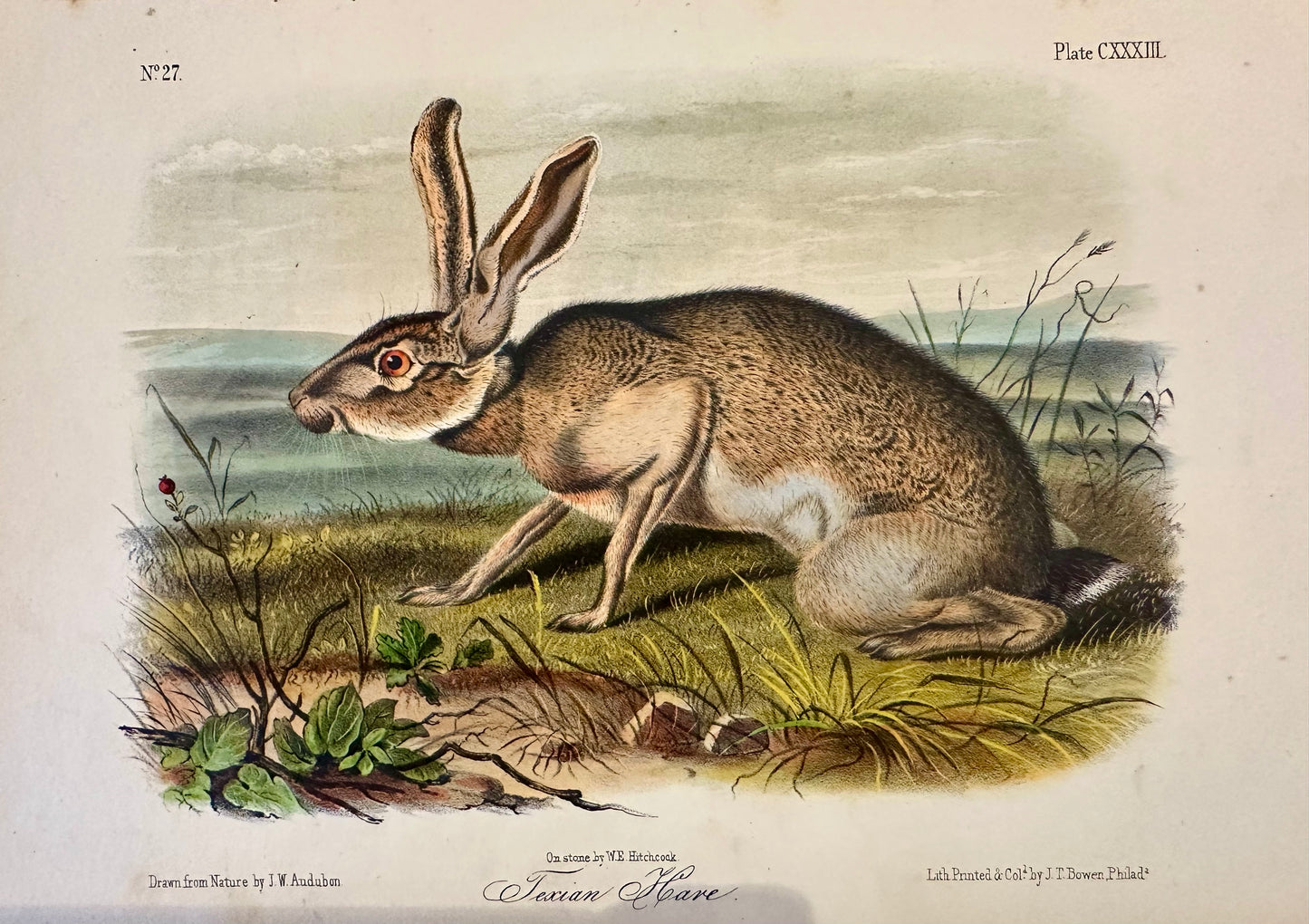 Texan Hare by John James Audubon, 1st Edition Octavo Print, 1842