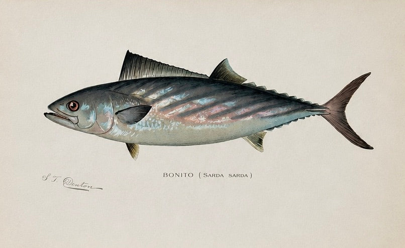 White Bass, Bonito & Weakfish - by Denton Circa 1903, S/3