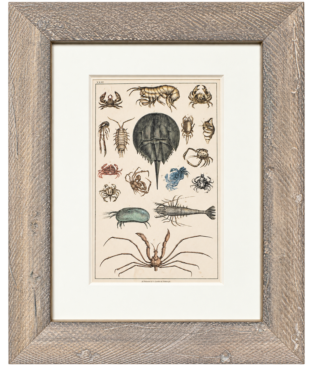 Horseshoe Crab, Shrimp and Crab Variety | Marine Life Arthropods | Original lithograph by Fullarton, 1847