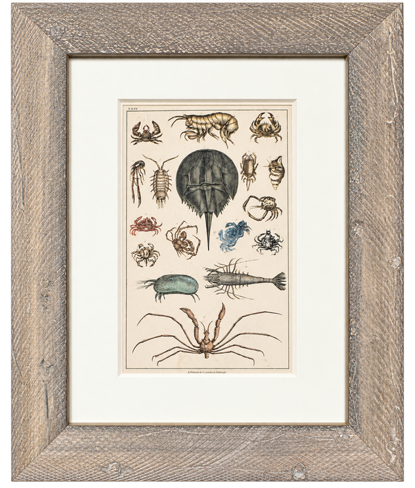 Horseshoe Crab, Shrimp and Crab Variety | Marine Life Arthropods | Original lithograph by Fullarton, 1847