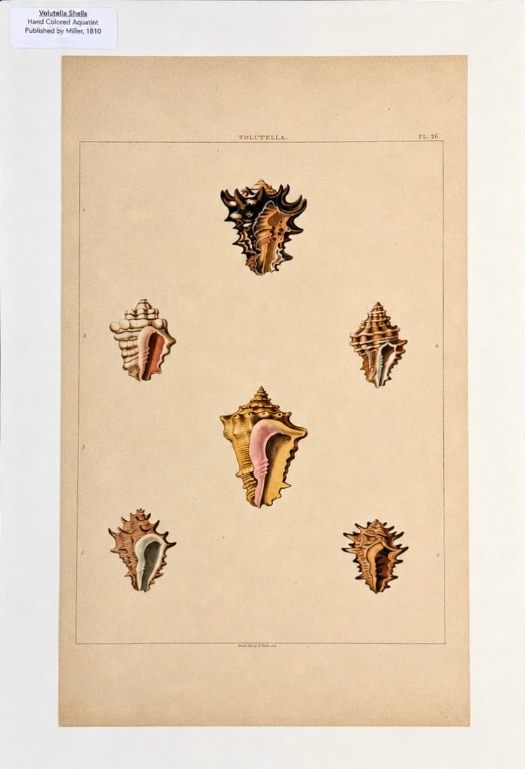 Volutella Triton Shells Original Print by Perry, 1810