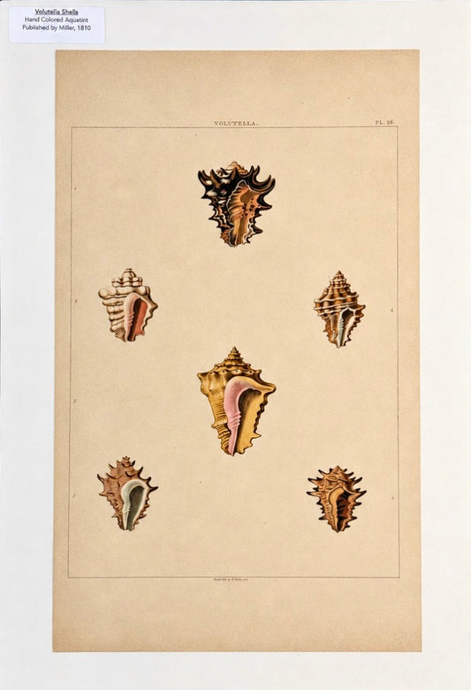 Volutella Triton Shells Original Print by Perry, 1810