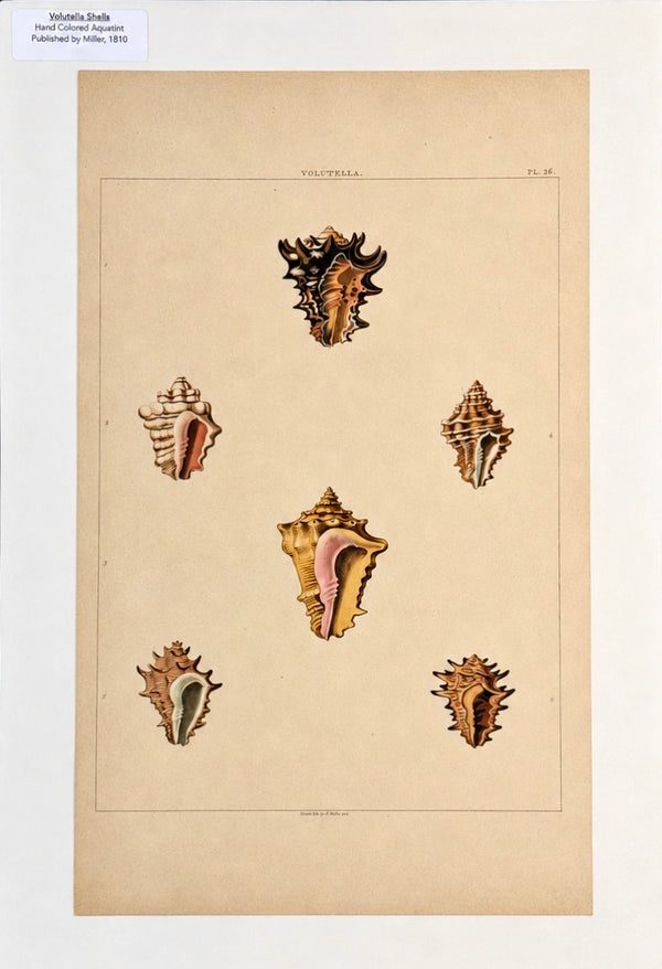 Volutella Triton Shells Original Print by Perry, 1810