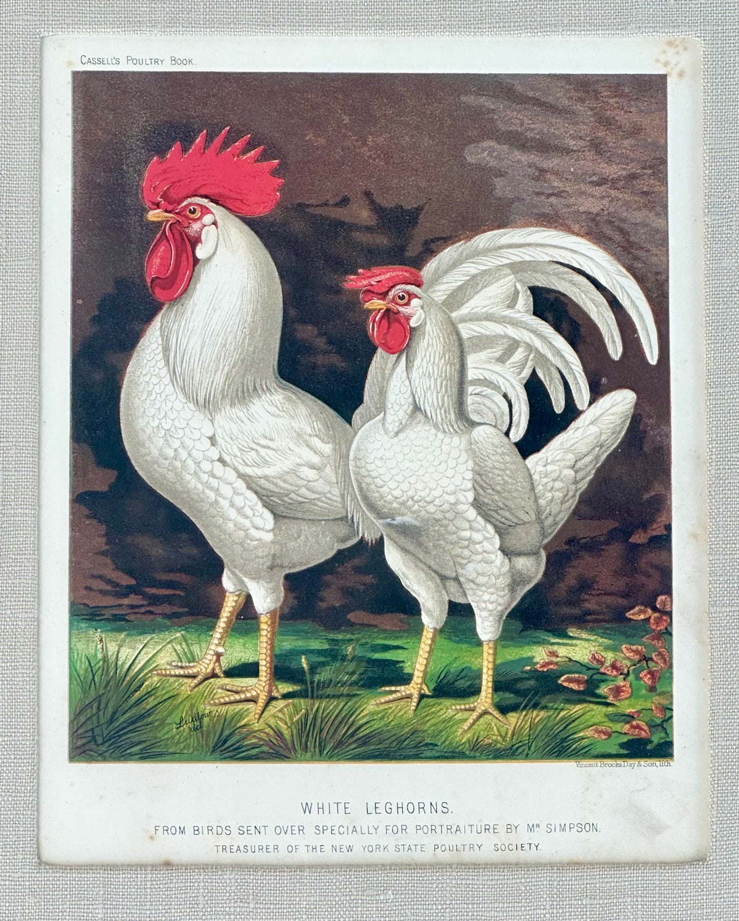 White Leghorn Chicken & Black Polish, Framed Pair By Cassell, 1890