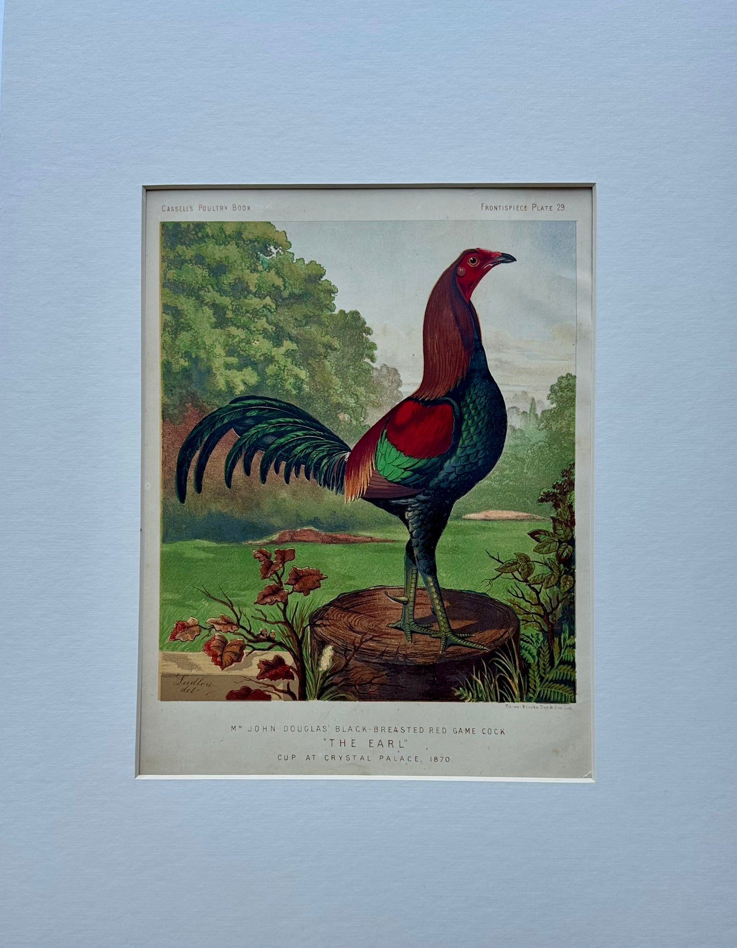 Black Breasted Wild Game Cock Original Chromolithograph Print, 1890
