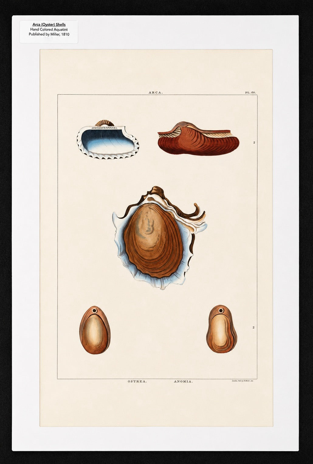 Arca Oyster Shells Original Print by Perry, 1810