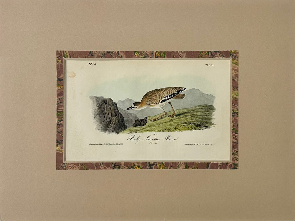 Rocky Mountain Plover by Audubon, 1854