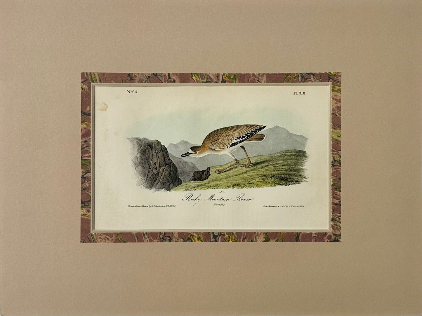 Rocky Mountain Plover by Audubon, 1854