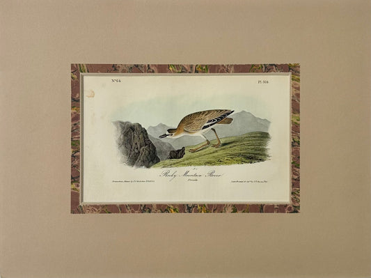 Rocky Mountain Plover by Audubon, 1854