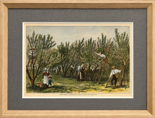 Peach Picking, Delaware Orchard - Hand-Colored Original Print, Framed (Dated 1878)