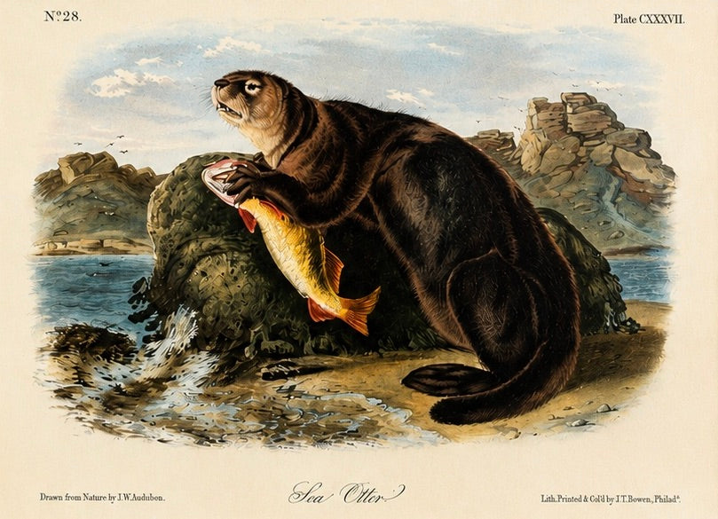 Sea Otter Original Lithograph by John James Audubon, 1849 (1st Edition)