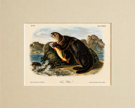 Sea Otter Original Lithograph by John James Audubon, 1849 (1st Edition)