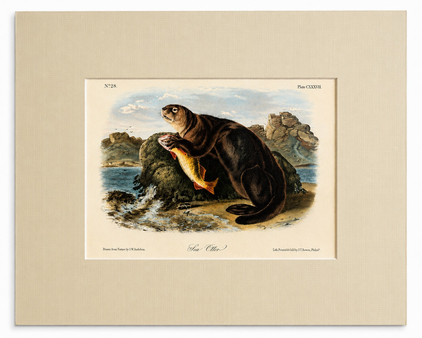 Sea Otter Original Lithograph by John James Audubon, 1849 (1st Edition)