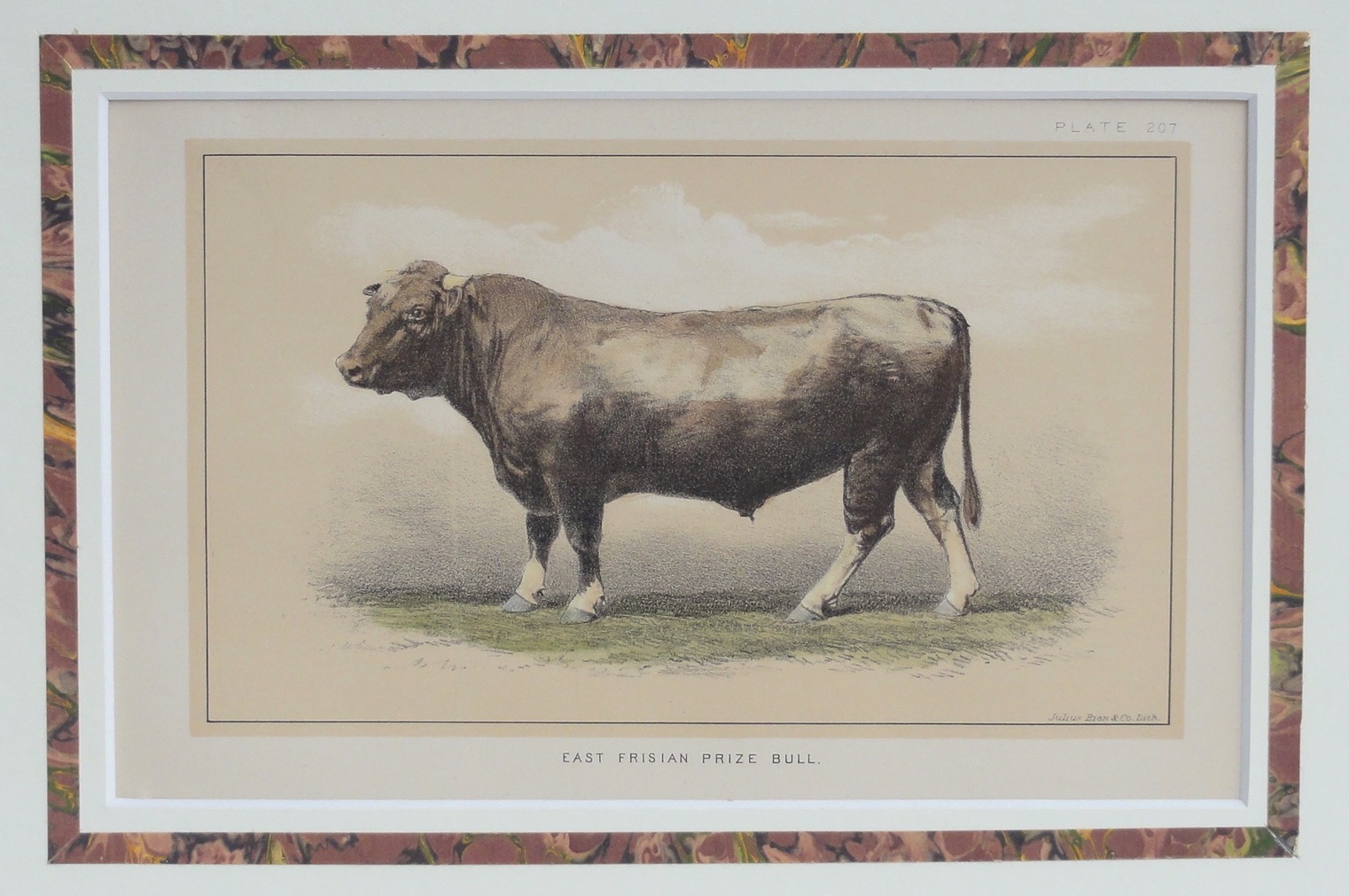 East Frisian Prize Bull
