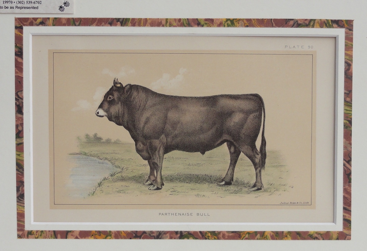 Parthenaise Bull