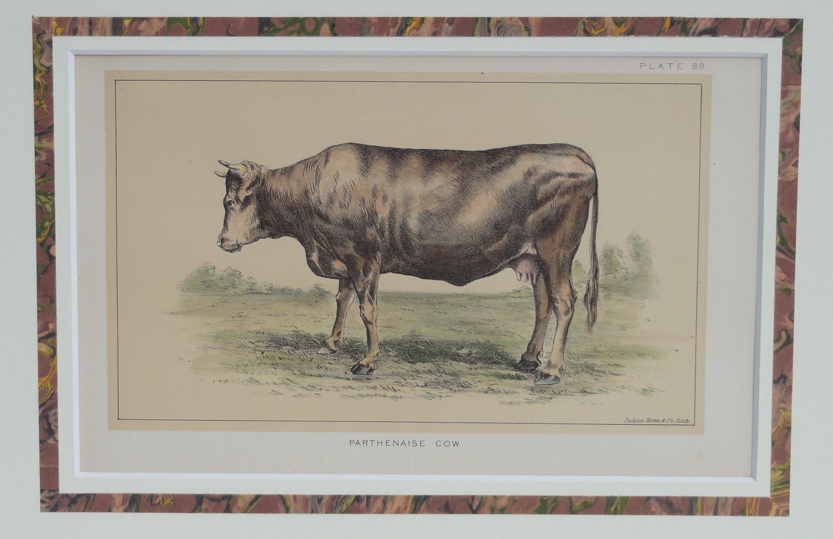 Parthenaise Cow