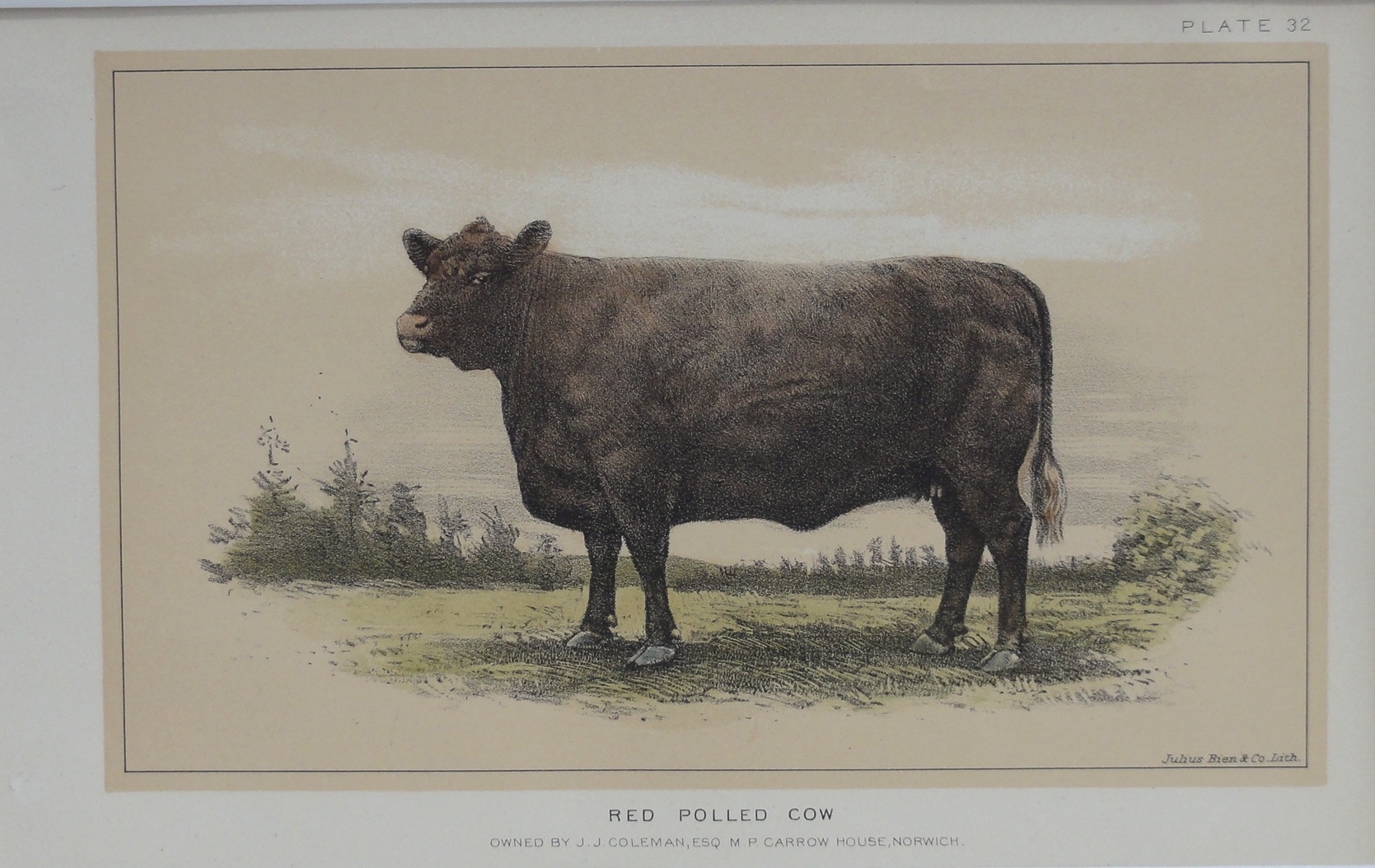 Red Polled Cow
