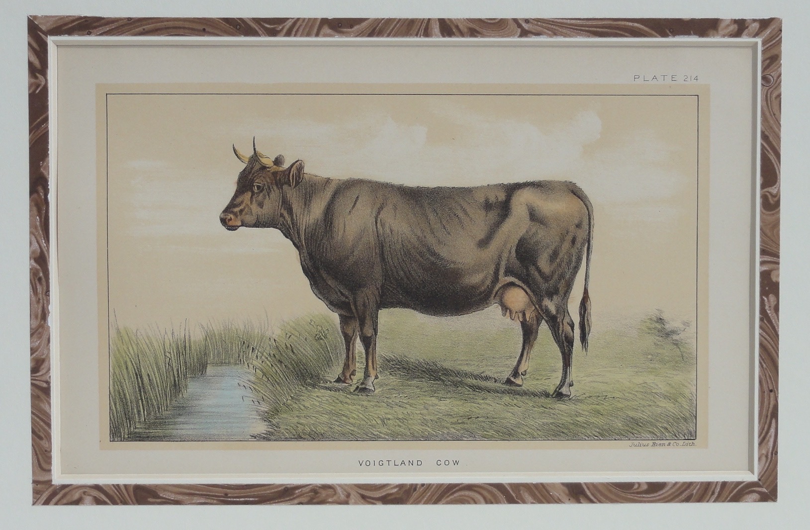 Voigtland Cow