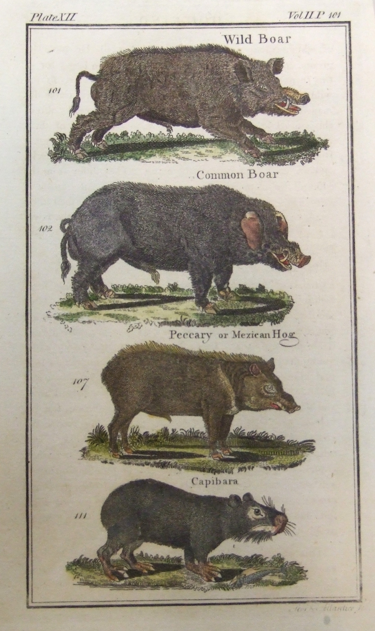 Wild Boar, Common Boar, Peccary or Mexican Hog, Capibara