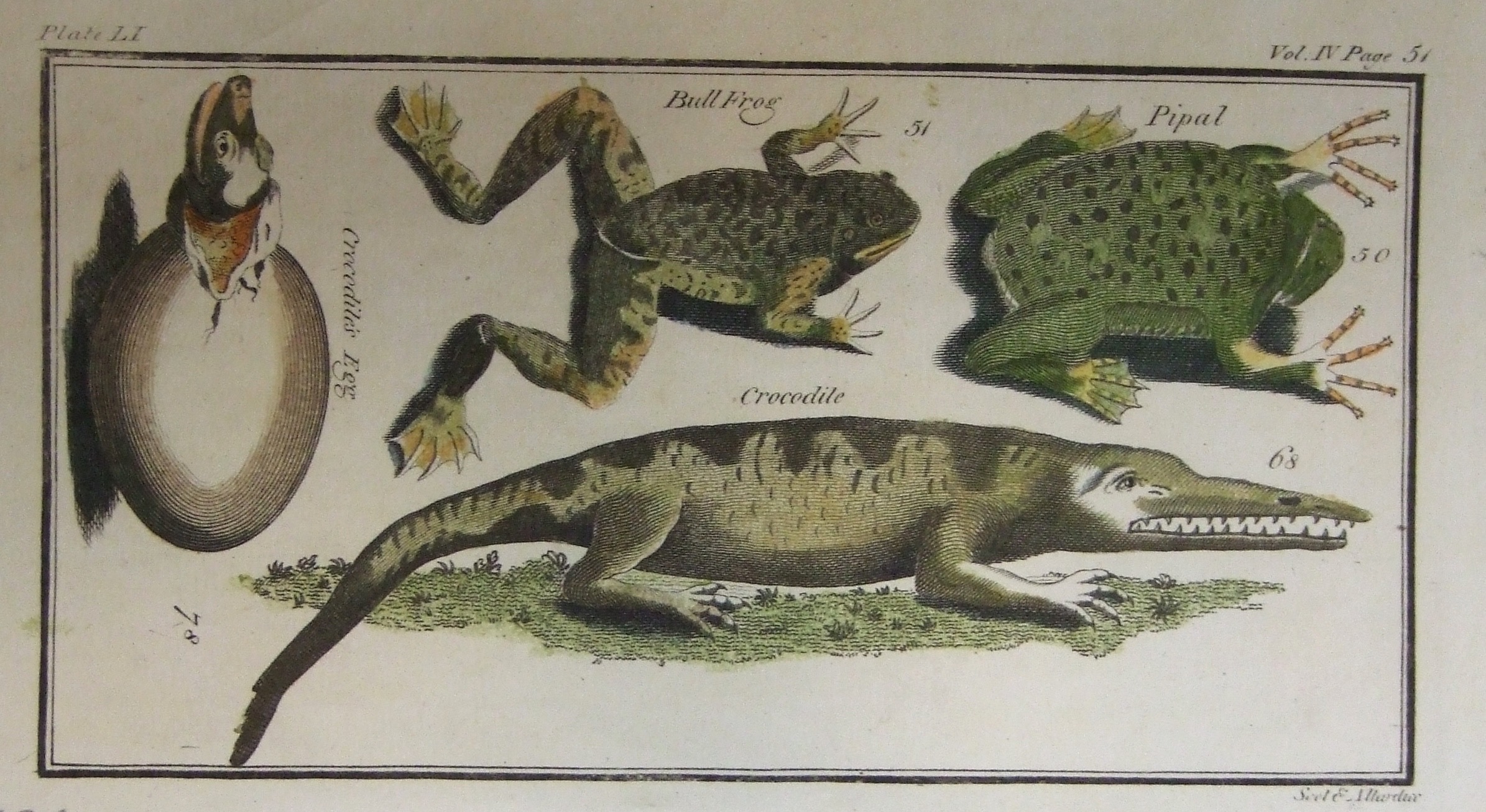 Pipal, Crocodile, Bull Frog, Crocodile Egg