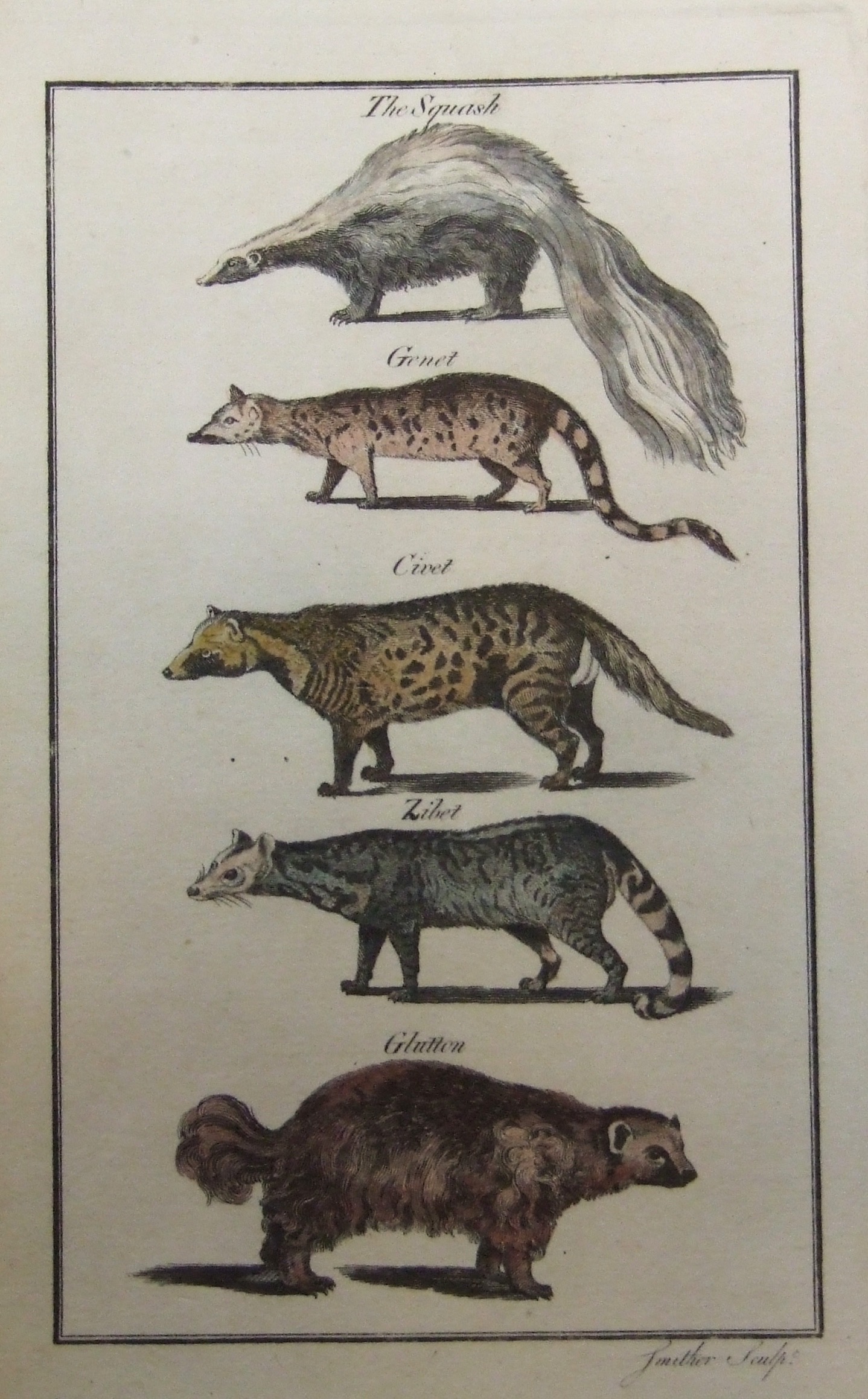 The Squash (Skunk), Genet, Civet, Zibet, Glutton