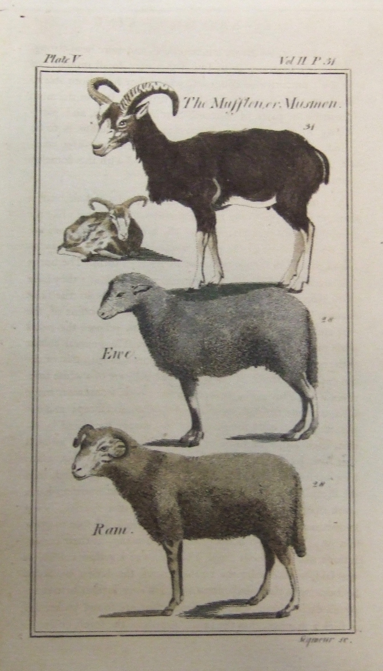 The Mufflon or Mustnen, Ewe, Ram