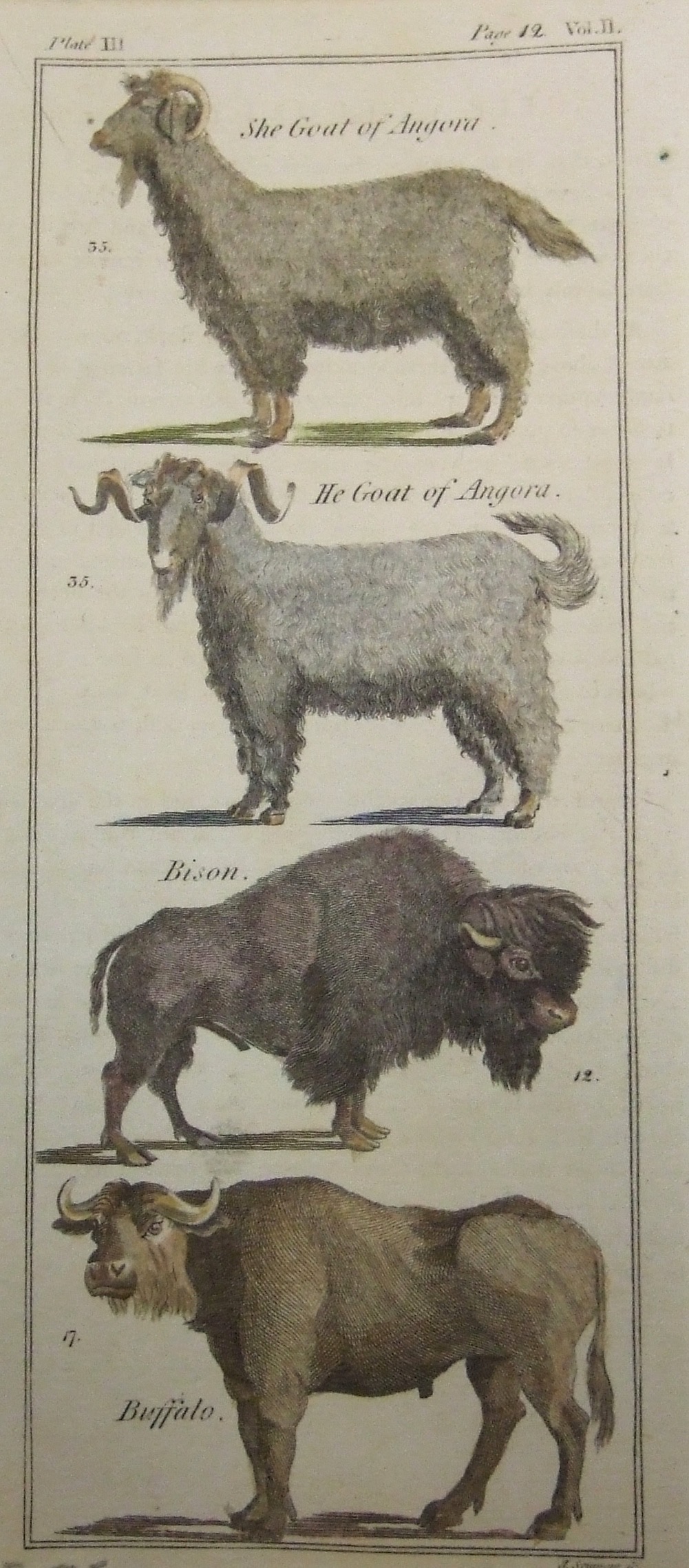 She Goat of Angora, He Goat of Angora, Bison, Buffalo