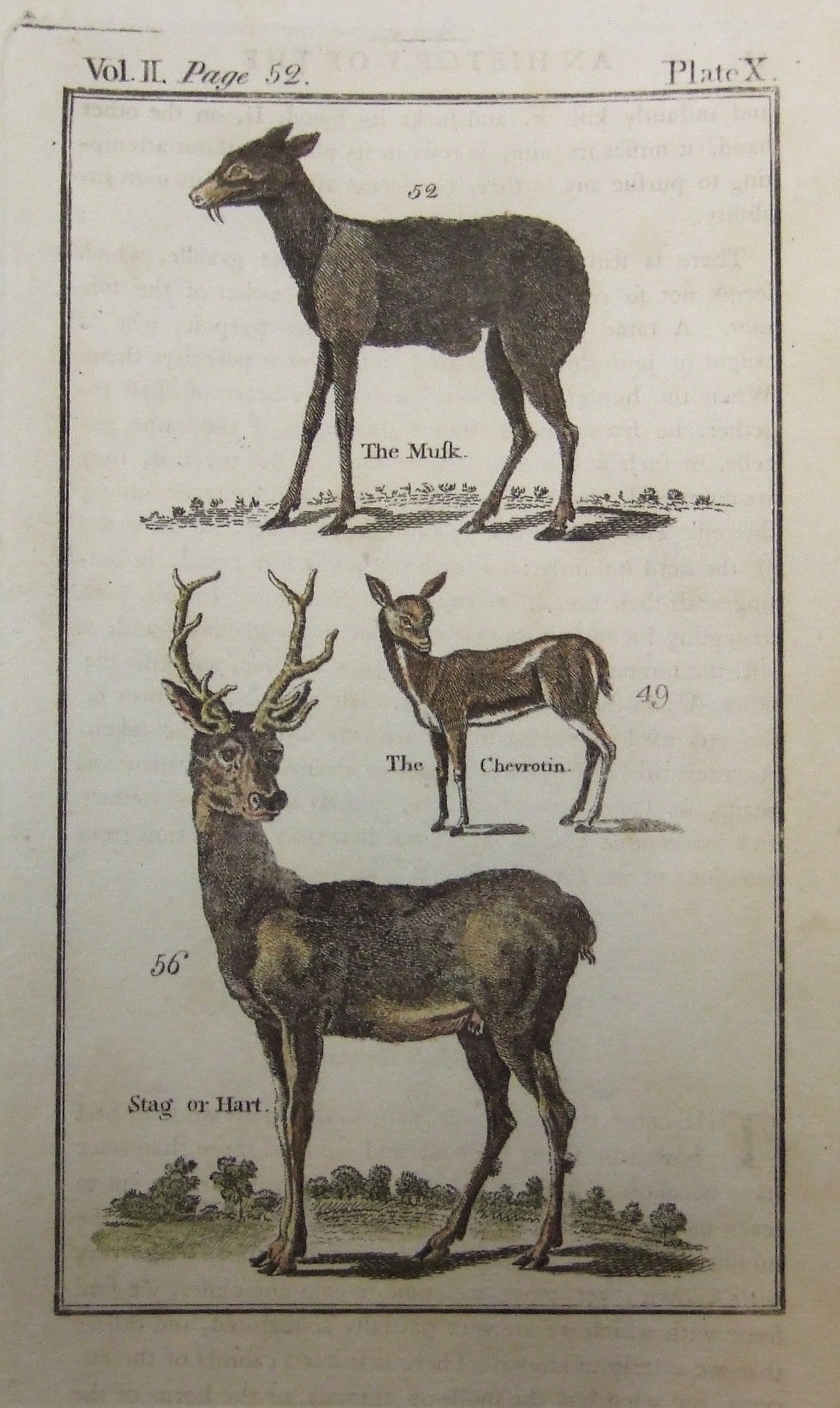 The Musk, The Chevrotin, Stag or Hart