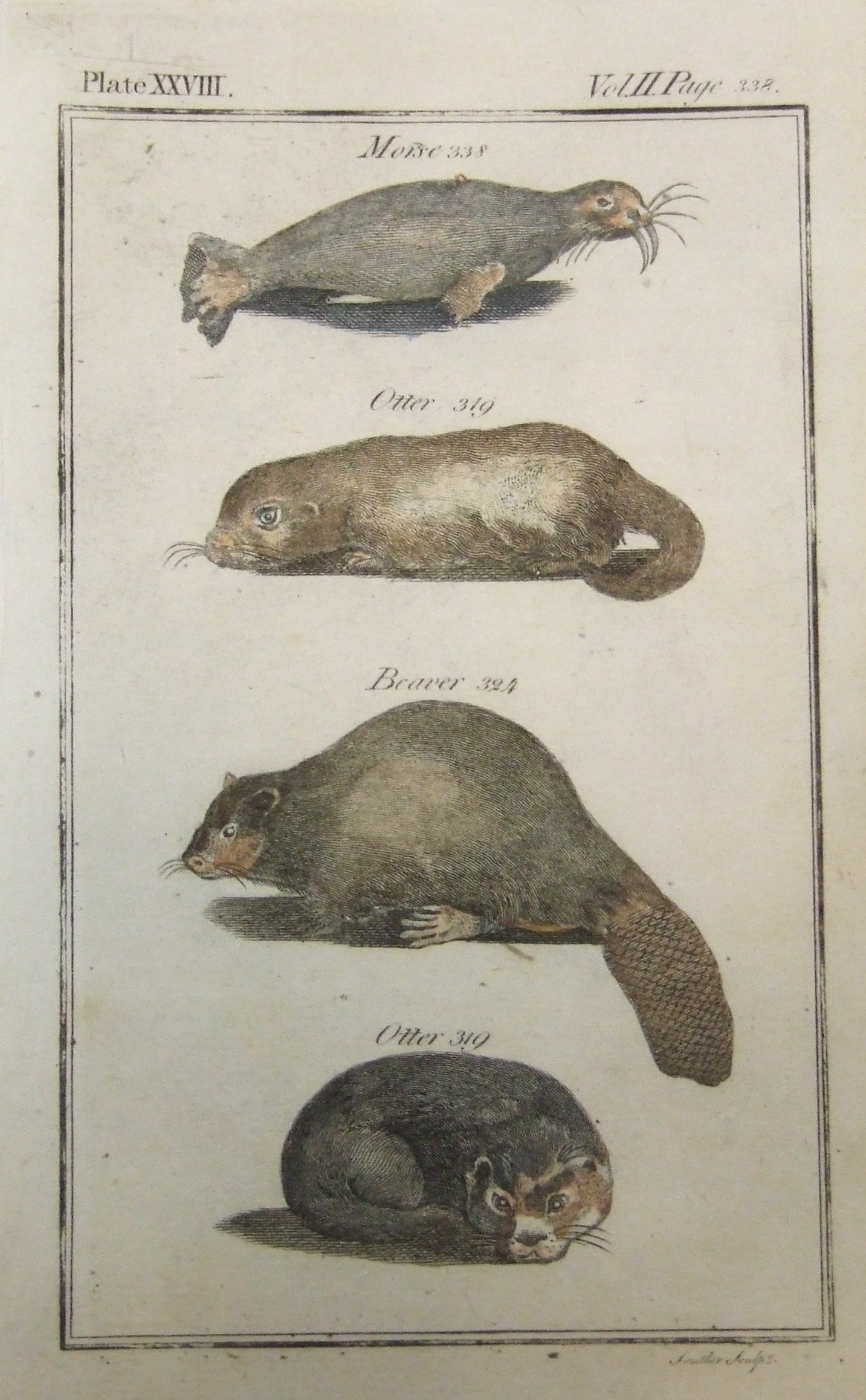 Walrus, Otter, Beaver, Otter
