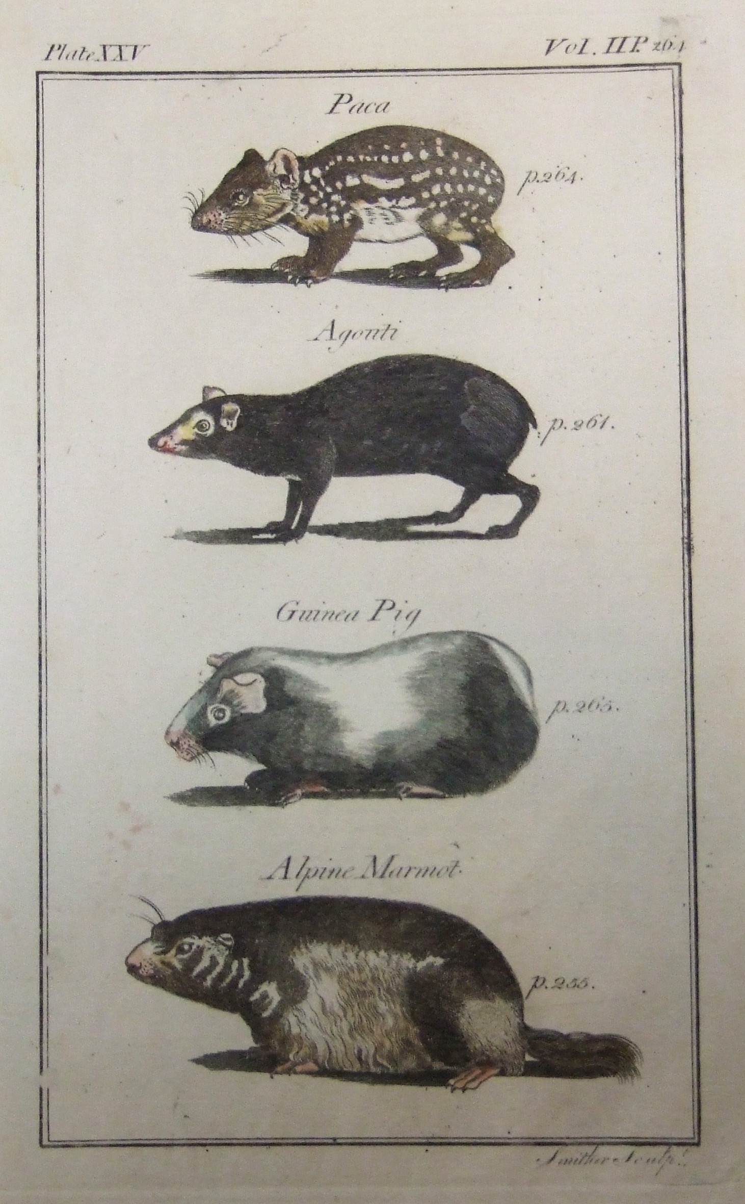 Paca, Agoiiti, Guinea Pig, Alpine Marmot