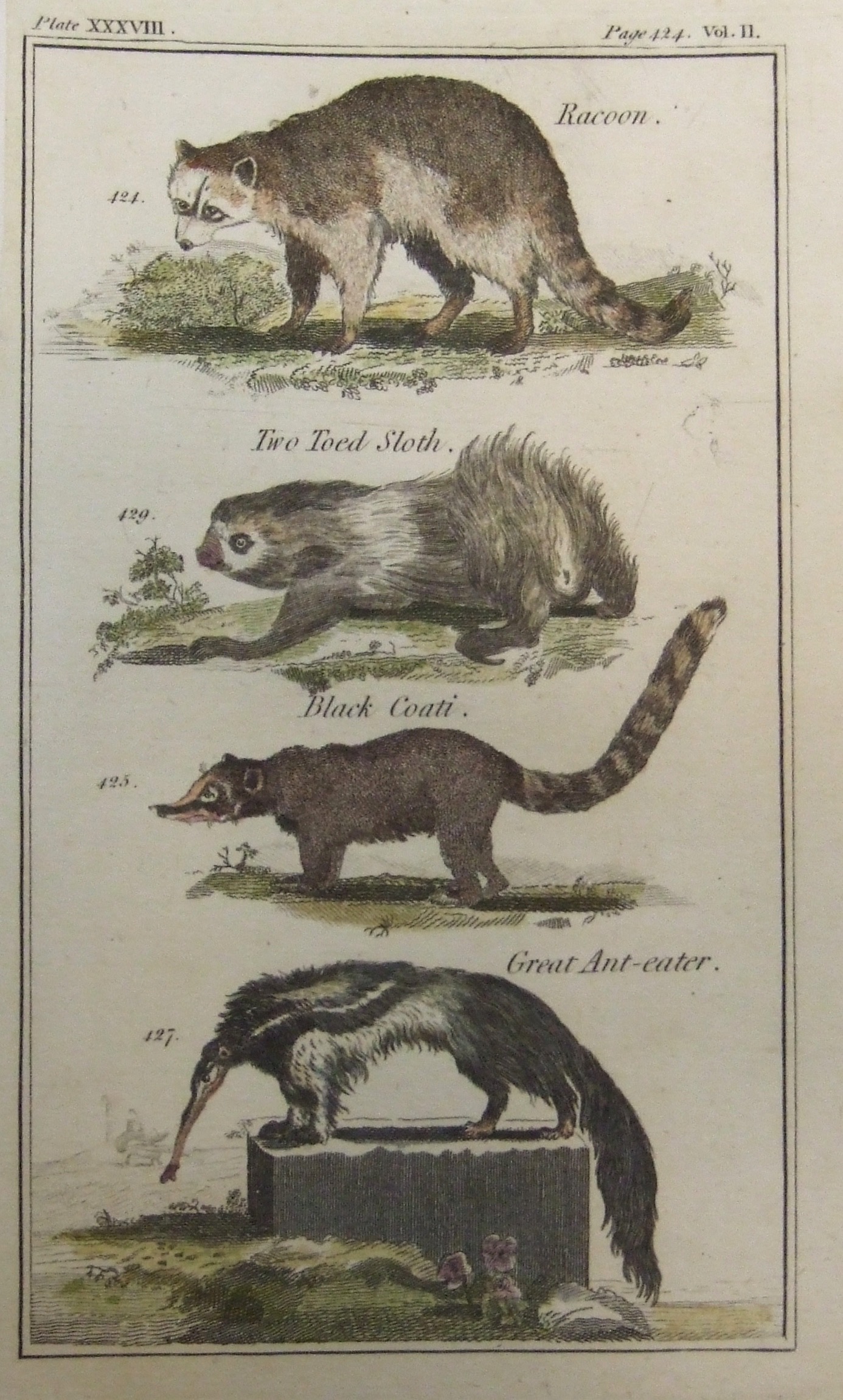 Racoon, Two Toed Sloth, Black Coati, Great Ant Eater