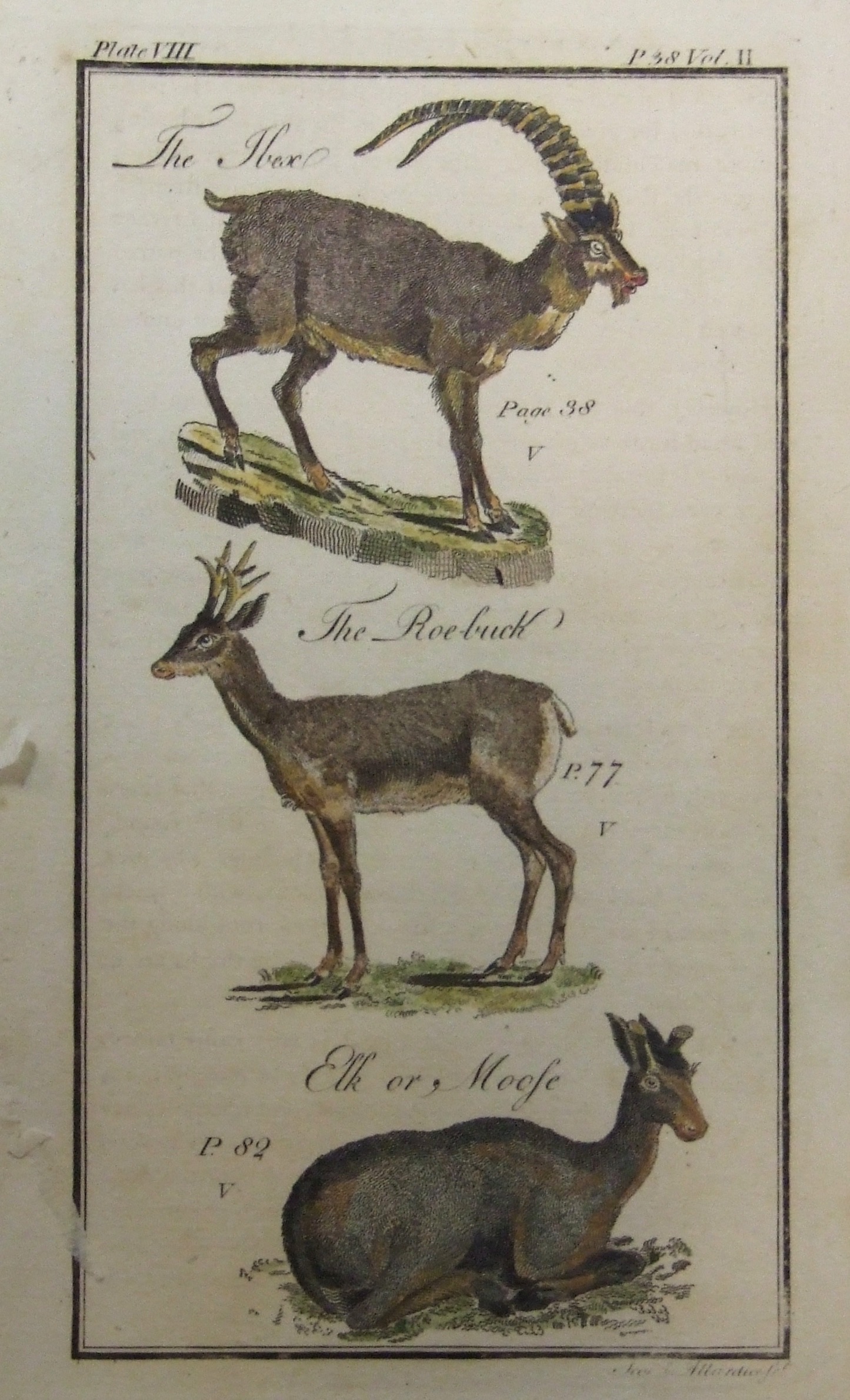 Mountain Goat, Roe-Buck, Elk or Moose