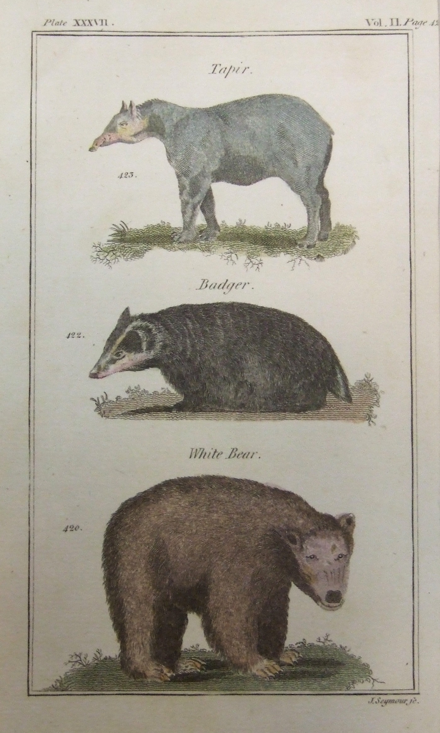 Tapir, Badger, White Bear